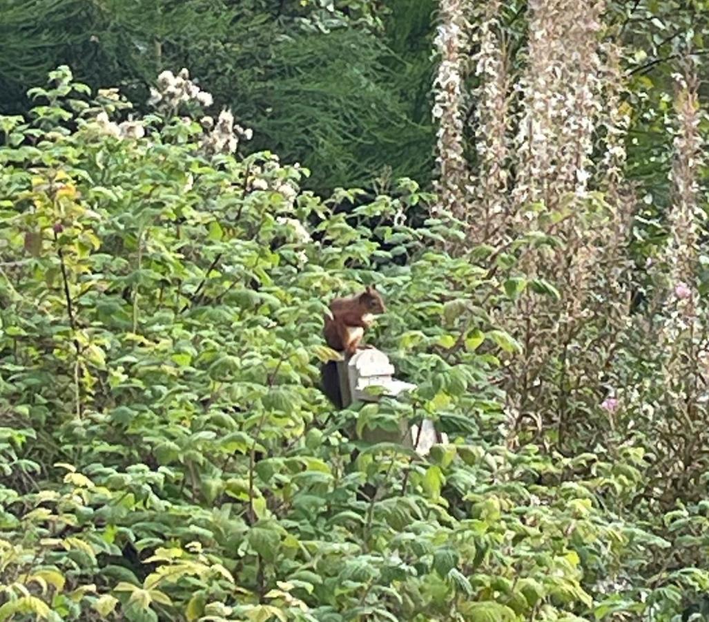 Tawny Owl Pod With Hot Tub Villa Oban Exterior foto